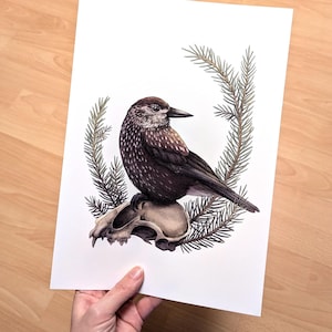Może przedstawiać: Szczegółowa ilustracja akwarelowa ptaka siedzącego na czaszce, otoczonego gałązkami sosny. Ptak ma brązowe i białe nakrapiane pióra. Grafika jest na białym papierze.