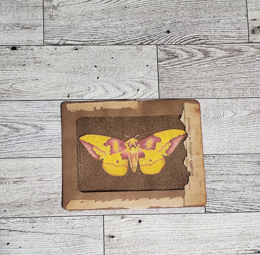 Yellow Moth Specimen Card Etsy