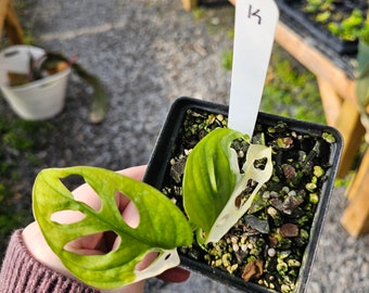 Variegated Monstera Adansonii