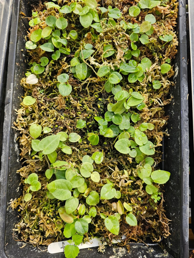 Anthurium Forgetii Sprouted Seedling image 1