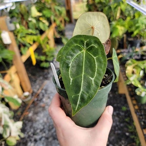 Anthurium Forgetii X Clarinervium Seedling (b) - Etsy