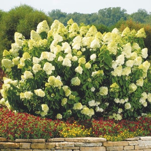 Op de afbeelding: Handgemaakt houten bord met de tekst "Welcome" in een handgeschreven stijl. Het bord is wit geschilderd met een verweerde afwerking, en een klein groen blad is bevestigd. Geschikt voor binnen of buiten.