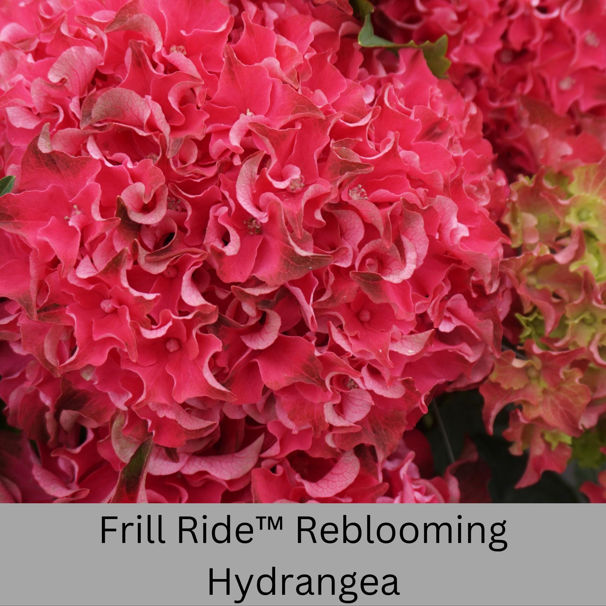 Frill Ride™ Reblooming Hydrangea | Red Flowers | Blooms Summer to Fall ...