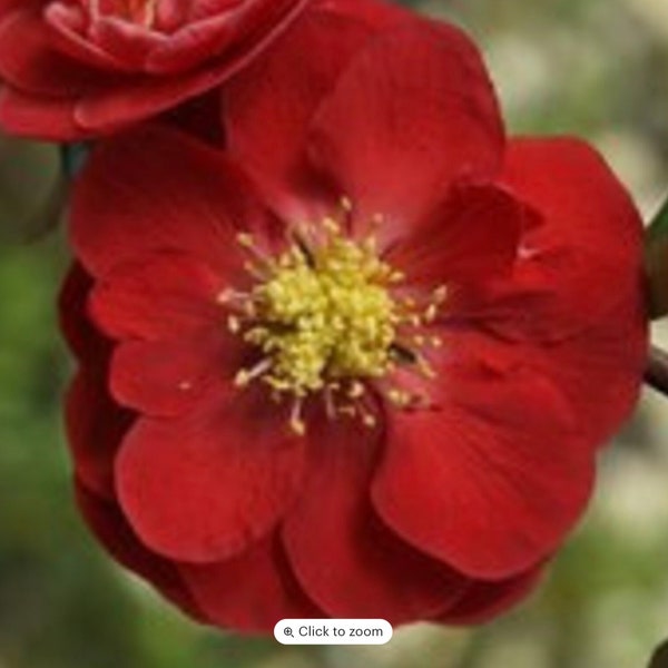 Double Take 'Scarlet Strom' Quince | Chaenomeles speciosa ‘Double Take Scarlet’ USPP 20,951 | 1 Gallon Container | Free Ground Shipping