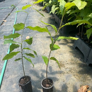 HYBRID CHESTNUT TREES - 3 to 4 Feet Tall - Disease Resistant Chestnuts! - Free Shipping!