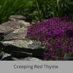 May include: A close-up of creeping red thyme growing over a stone wall. The thyme is in full bloom, with small, bright purple flowers.