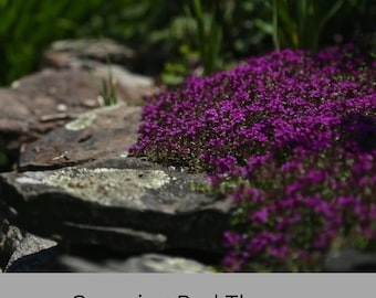 Creeping Red Thyme – Live Plant | Fragrant Ground Cover & Pollinator-Friendly  | Perennial | 2 Sizes to Choose | Fast Growing Ground Cover