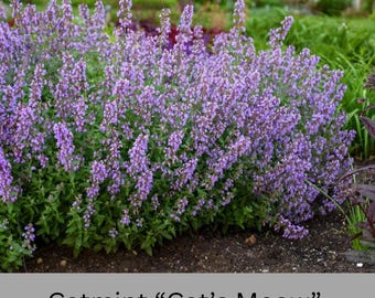 Catmint "Cats Meow" 1 Quart Size Plants, easy to grow, plant lover Gift, house plants, Gift for Mom, gift for her garden, rare plant species