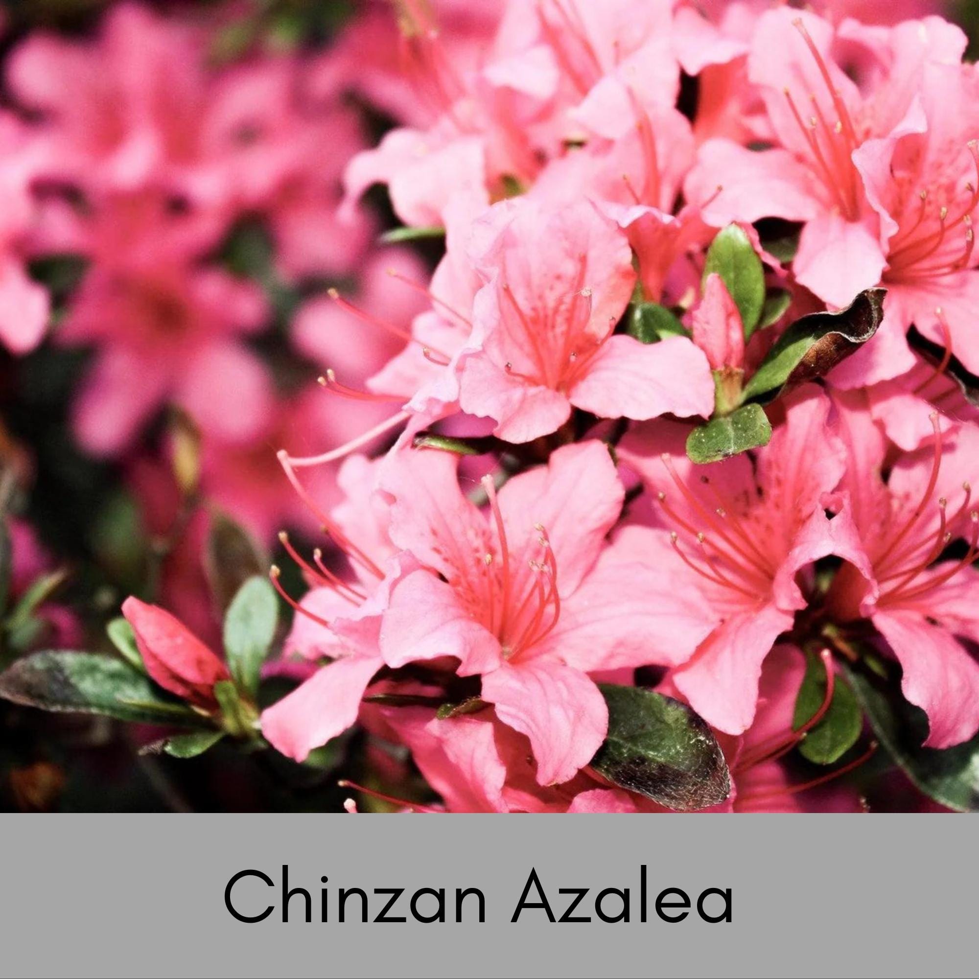 Satsuki Pink Azalea 'Chinzan' | A Great Plant to Bonsai | 1 and 3 Gallon Containers | Evergreen Shrub with Pink Flowers | Easy to Grow
