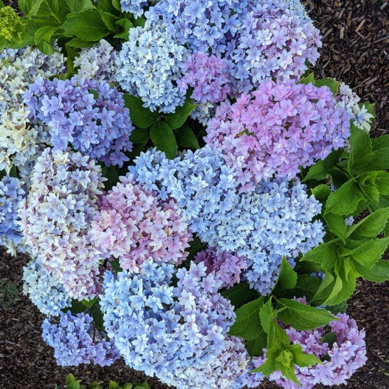 Starfield™ Reblooming Hydrangea – Celestial Color, Season-Long Blooms
