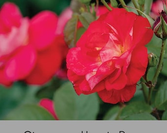 Cinnamon Heart™ Rose – Bloomin’ Easy® Collection | Live Plant | Quart Size | Vibrant Red Blooms | 1 and 2 Gallon Sizes | Full Sun | Fragrant