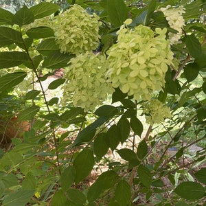 Op de afbeelding: Close-up van een hortensiastruik met grote, ronde trossen lichtgroene bloemen. De bloemen zijn omgeven door donkergroene bladeren. De achtergrond toont meer groen gebladerte en bomen, waardoor een natuurlijke buitensc&egrave;ne ontstaat.