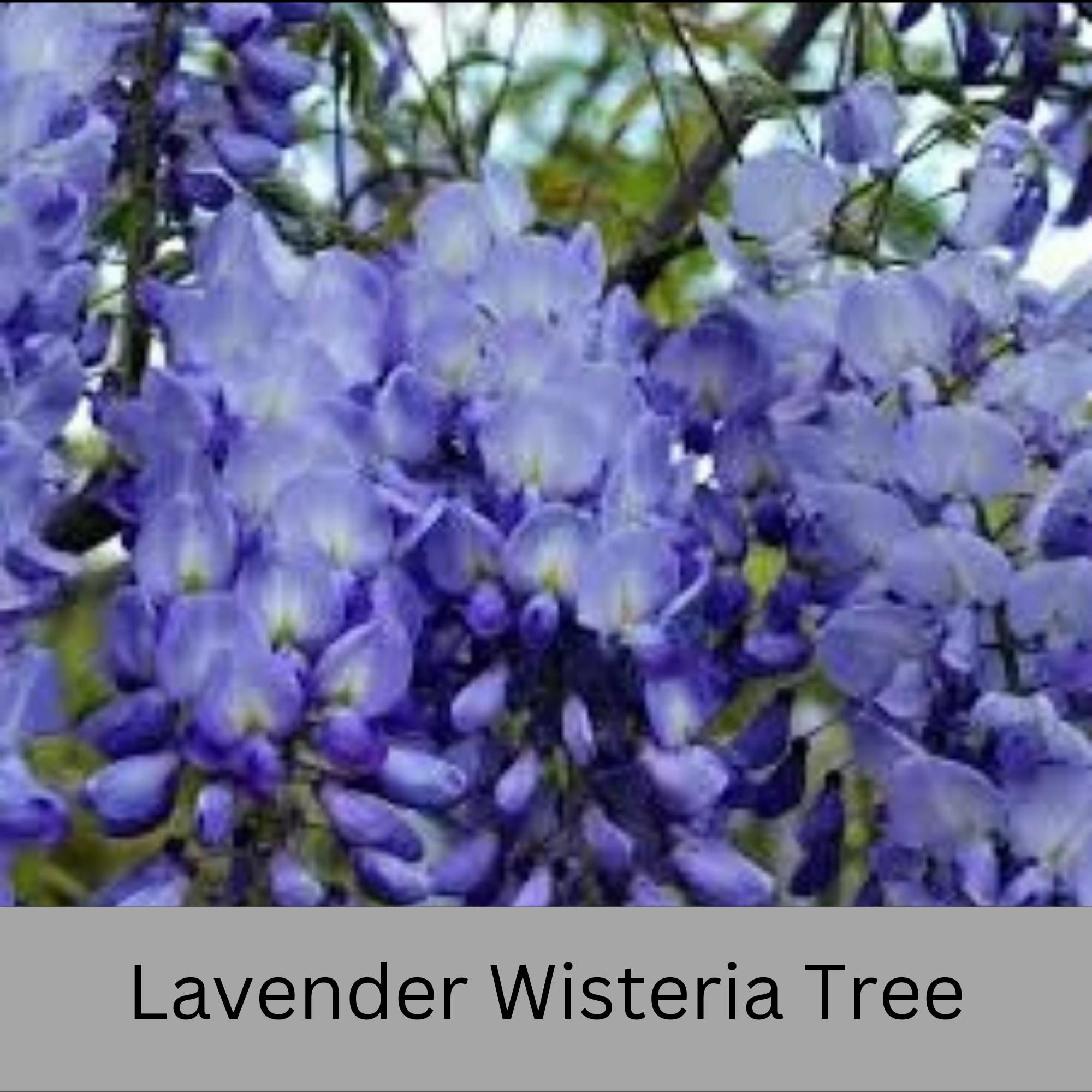 Lavender WISTERIA TREE - Lavender Blue Flowers - 3 Sizes to Choose From! -  Etsy