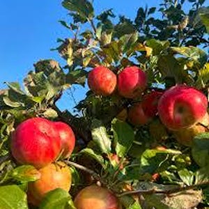 Yates Apple Tree (Malus domestica &#39;Yates’) – Heirloom Long-Keeping Apple – 4×4×10″ Container - Georgia Apple Tree