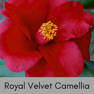 Royal Velvet Camellia, Red Flowers, Japanese Hedge Plant, 3 Gallon Container, Easy to Grow Evergreen Shrub, Great Garden Gift