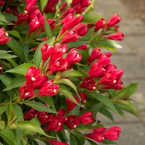 Crimson Kisses™ Weigela by Bloomin&#39; Easy – Compact Reblooming Shrub with Vivid Red Blooms