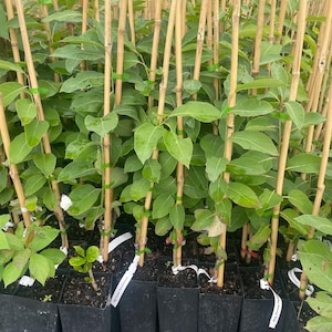 FUYU PERSIMMON | Free Shipping on all Grafted persimmon | Asian Fruit tree that is self pollinating, dried fruits, Buy 4 to a box and SAVE!! image 4