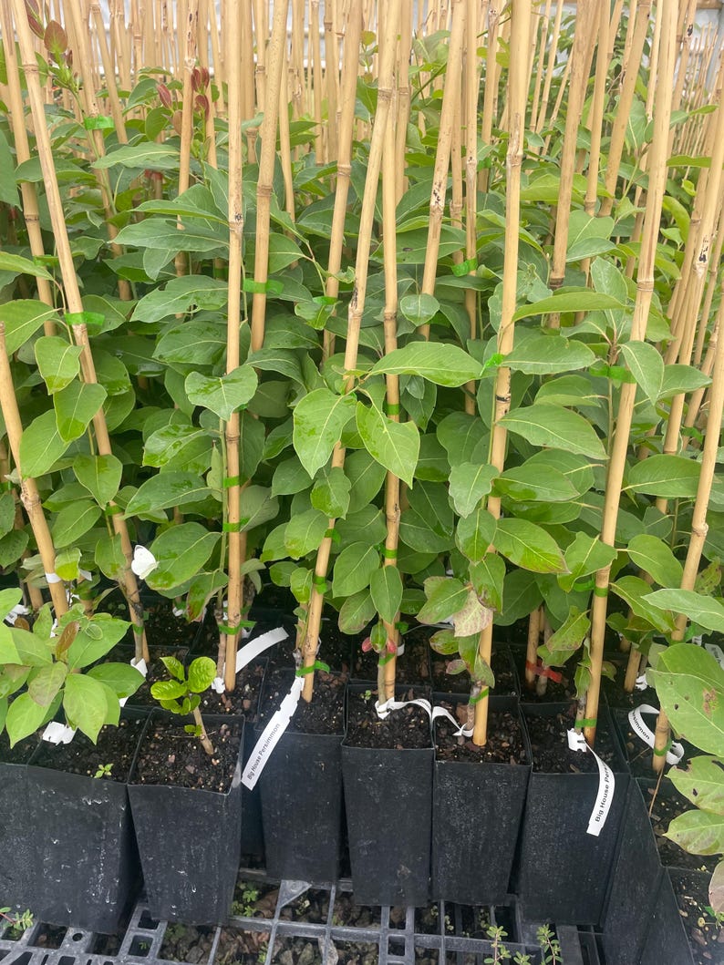 FUYU PERSIMMON | Free Shipping on all Grafted persimmon | Asian Fruit tree that is self pollinating, dried fruits, Buy 4 to a box and SAVE!! image 4