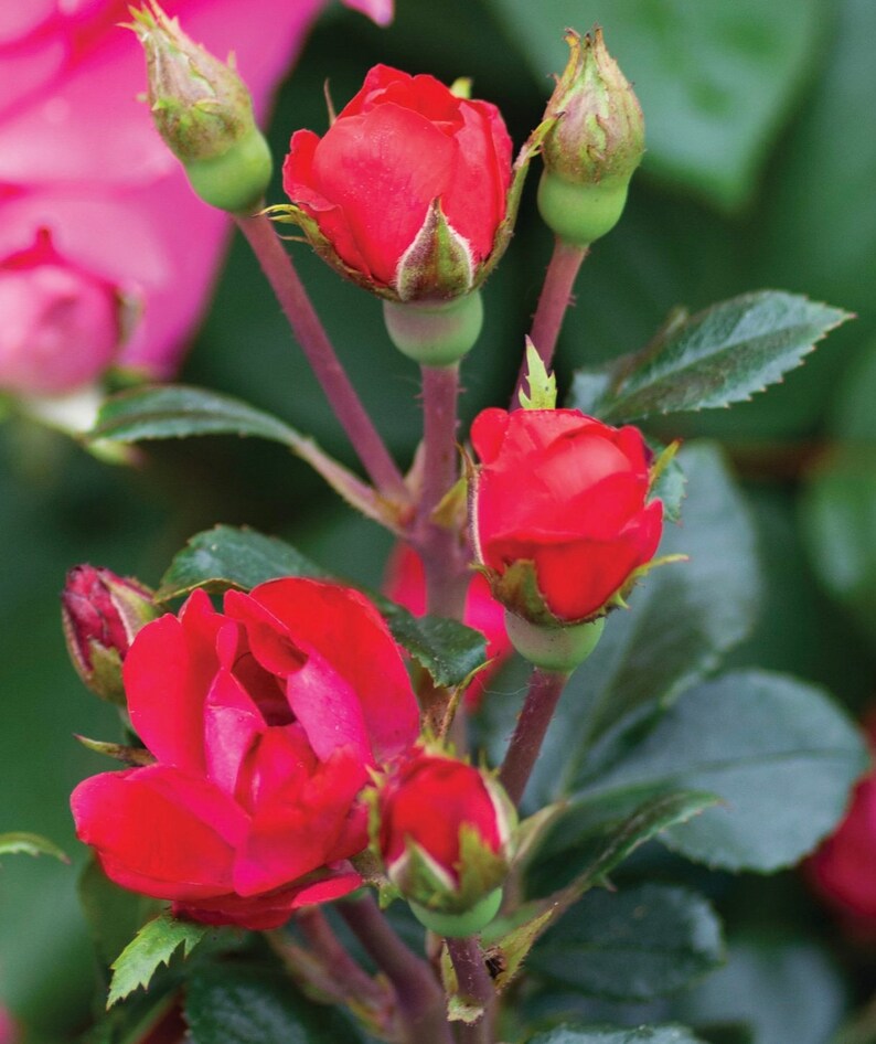RED Knock Out Rose Disease Resistant Free Shipping for Etsy