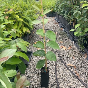 FUYU PERSIMMON | Free Shipping on all Grafted persimmon | Asian Fruit tree that is self pollinating, dried fruits, Buy 4 to a box and SAVE!! image 5