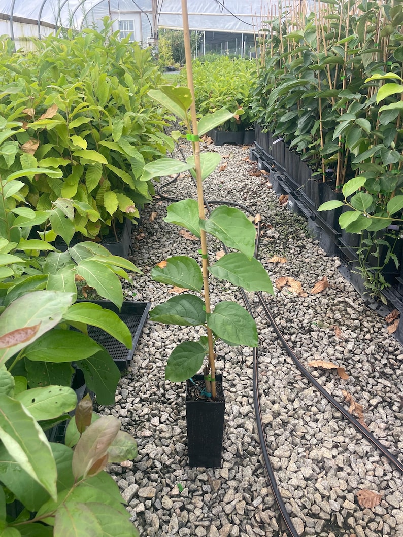 FUYU PERSIMMON | Free Shipping on all Grafted persimmon | Asian Fruit tree that is self pollinating, dried fruits, Buy 4 to a box and SAVE!! image 5