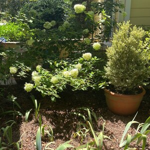 Op de afbeelding: Een zonnige tuinsc&egrave;ne met weelderige groene planten en struiken. Een grote terracotta pot bevat een kleine boom. Hortensia's met grote, witte bloemtrossen zijn zichtbaar. De sc&egrave;ne straalt een levendige sfeer uit.