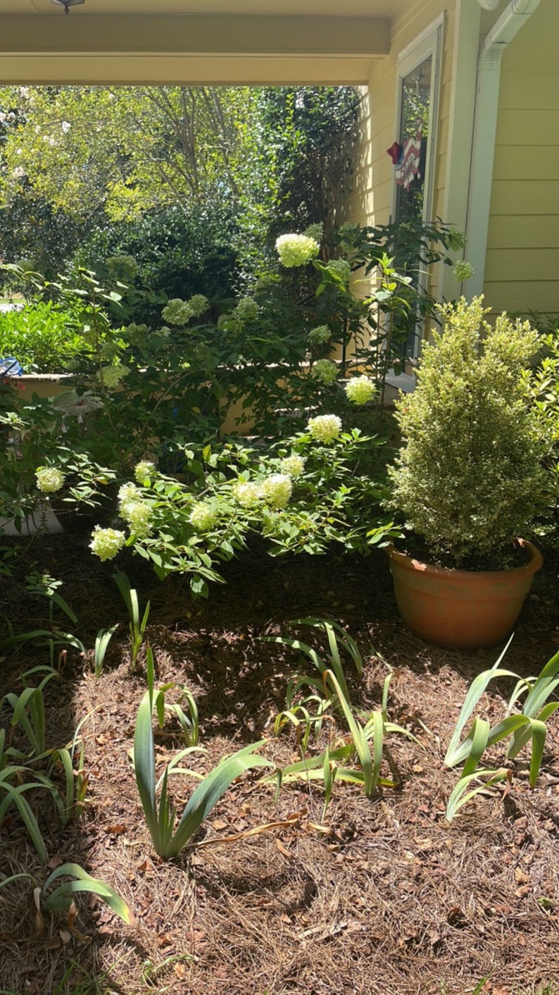 Op de afbeelding: Een zonnige tuinsc&egrave;ne met weelderige groene planten en struiken. Een grote terracotta pot bevat een kleine boom. Hortensia's met grote, witte bloemtrossen zijn zichtbaar. De sc&egrave;ne straalt een levendige sfeer uit.