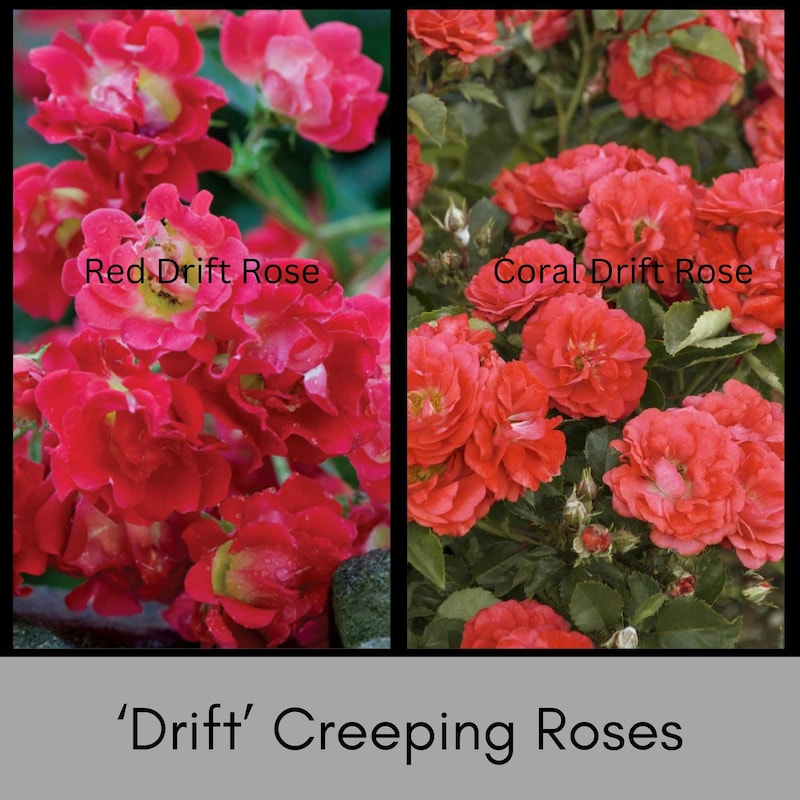 Ground Cover Rose - Etsy