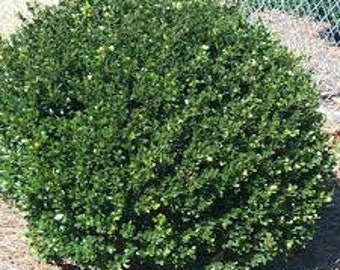 Compact Japanese Holly | Ilex Compacta | FREE SHIPPING