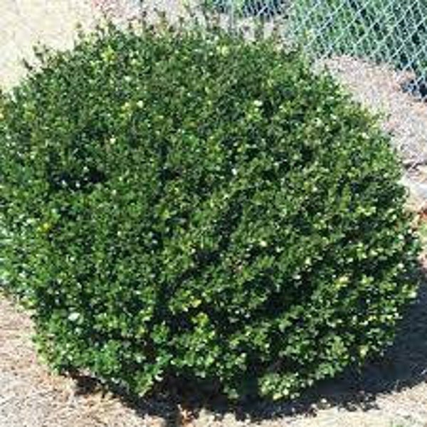 Compact Japanese Holly | Ilex Compacta | FREE SHIPPING