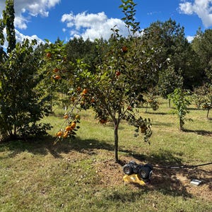 FUYU PERSIMMON | Free Shipping on all Grafted persimmon | Asian Fruit tree that is self pollinating, dried fruits, Buy 4 to a box and SAVE!! image 8