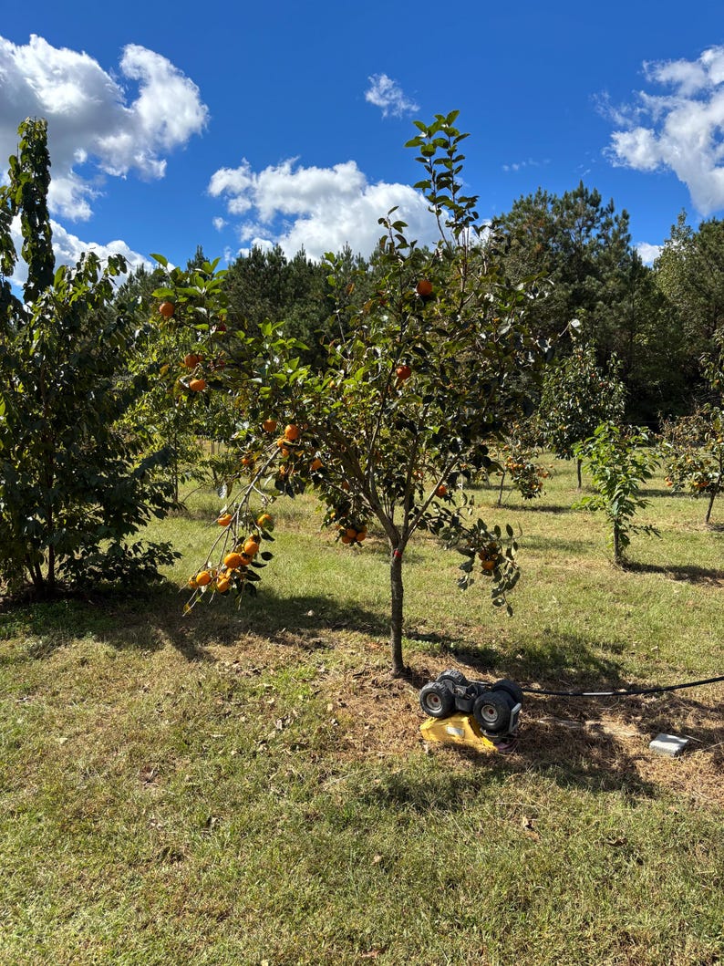 FUYU PERSIMMON | Free Shipping on all Grafted persimmon | Asian Fruit tree that is self pollinating, dried fruits, Buy 4 to a box and SAVE!! image 8