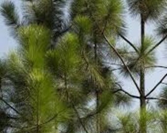 Loblolly Pine Tree | STARTER TREES | 5 TREES Per Order | Free Shipping!