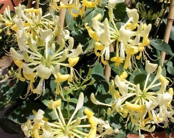 YELLOW HONEYSUCKLE VINE | 'Scentsation'  | 1 Gallon Container | Free Shipping