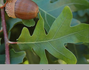 Bimundor’s Oak Seedling (Quercus × bimundorum) – Hybrid Oak Tree - Shade Tree - Fall Color - Acorns for Wildlife - Native Plant
