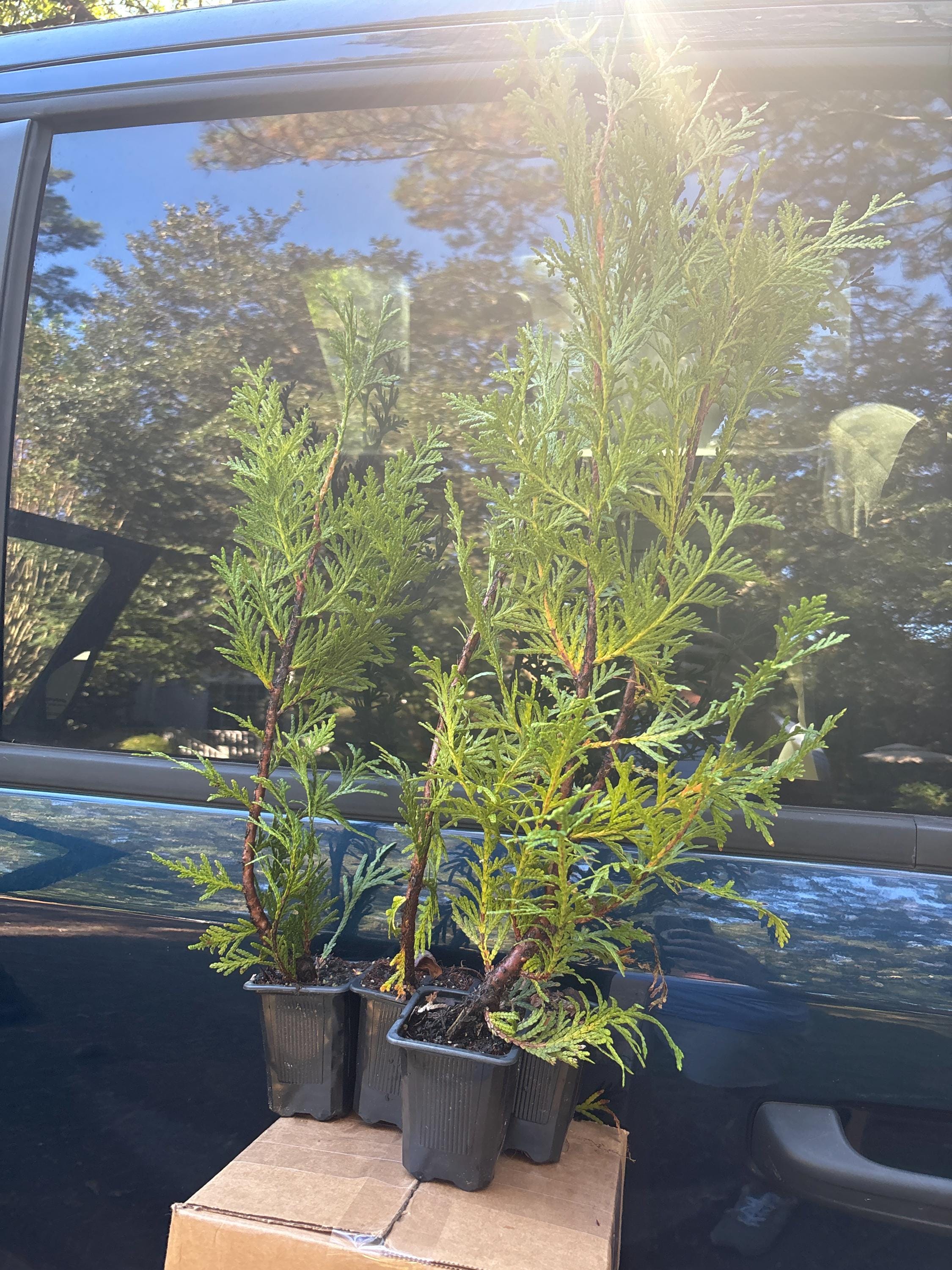 TUERVAS GIGANTES VERDES / ¡4 árboles por pedido! / \, image size:2250x3000