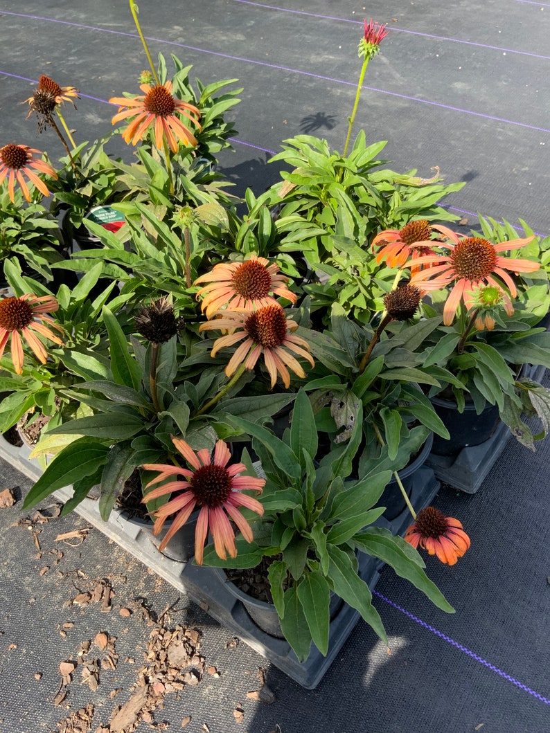 thumbnail image 2 of Cheyenne Spirit Coneflower Seeds - 30+ Fresh Seeds - Red & Yellow - Echinacea 2 of 6