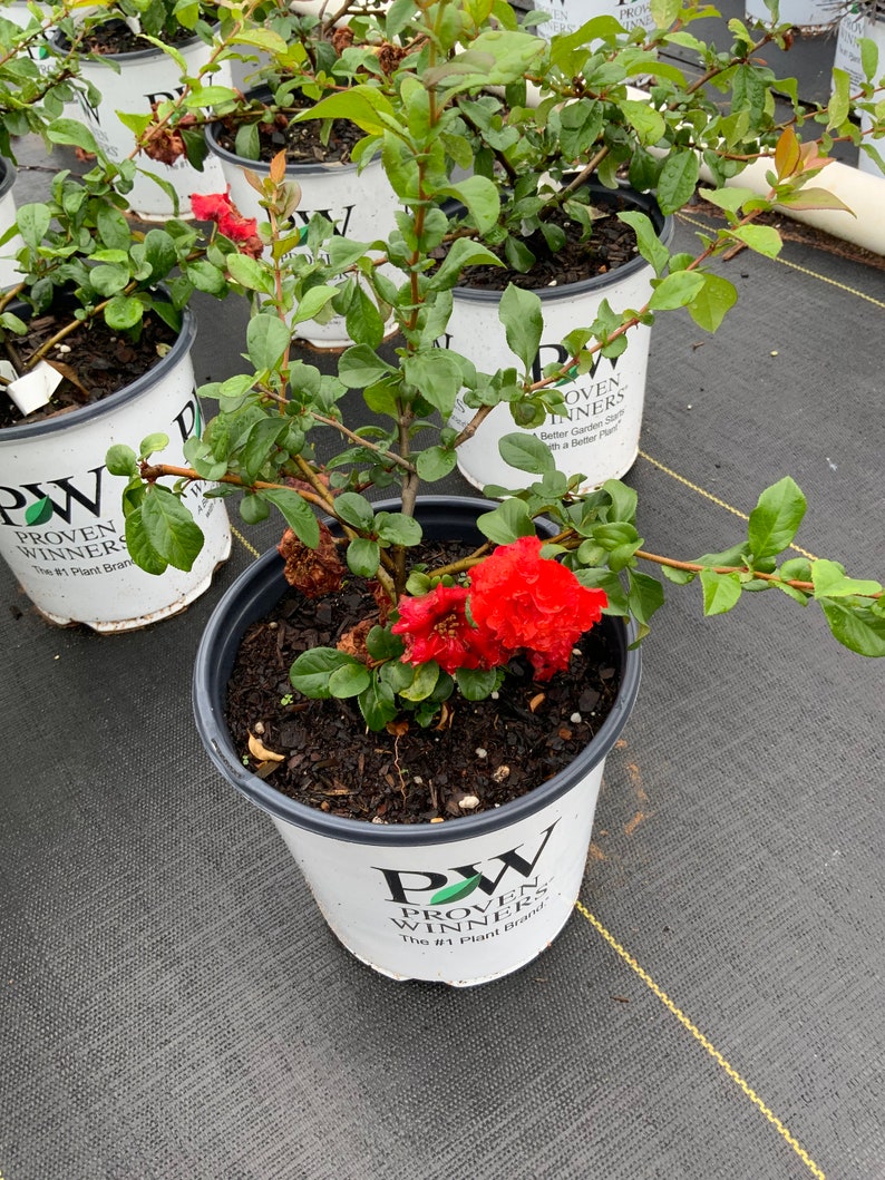 RED Knock Out Rose Disease Resistant Free Shipping for Etsy