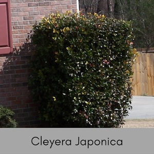 CLEYERA Japonica, 1 and 3 Gallon Size Plants, Fast Growing, Full Sun Loving Shrub, Screen and Hedge Plant,  Living Fence, Evergreen Shrub