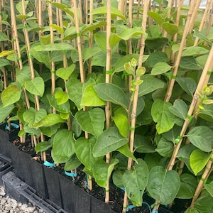 FUYU PERSIMMON | Free Shipping on all Grafted persimmon | Asian Fruit tree that is self pollinating, dried fruits, Buy 4 to a box and SAVE!! image 3