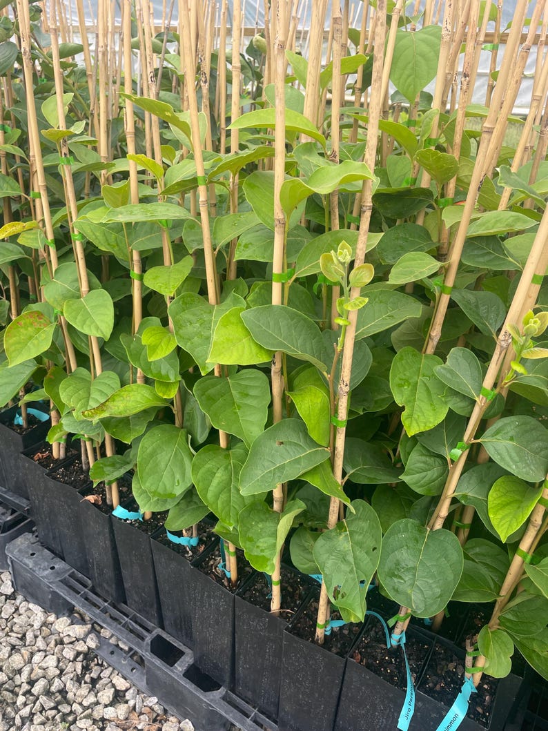 FUYU PERSIMMON | Free Shipping on all Grafted persimmon | Asian Fruit tree that is self pollinating, dried fruits, Buy 4 to a box and SAVE!! image 3