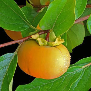 Matsumoto Persimmon Tree | Diospyros kaki | Sweet Non-Astringent Fruit | Asian Persimmon Trees | 3 Tall Trees | Fast and Easy to Grow Fruit