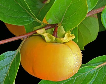 Matsumoto Persimmon Tree | Diospyros kaki | Sweet Non-Astringent Fruit | Asian Persimmon Trees | 3 Tall Trees | Fast and Easy to Grow Fruit