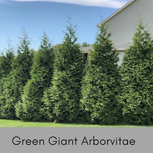 GREEN GIANT ARBORVITAE | Buy 1 Get 1 | &quot;A Living  &quot;Fence&quot;| Evergreen Hedge | Easy to grow | Fast growing Trees!