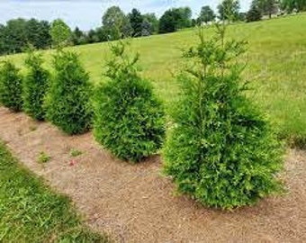 GREEN GIANT ARBORVITAE | A Living  "Fence" |  Evergreen Hedge