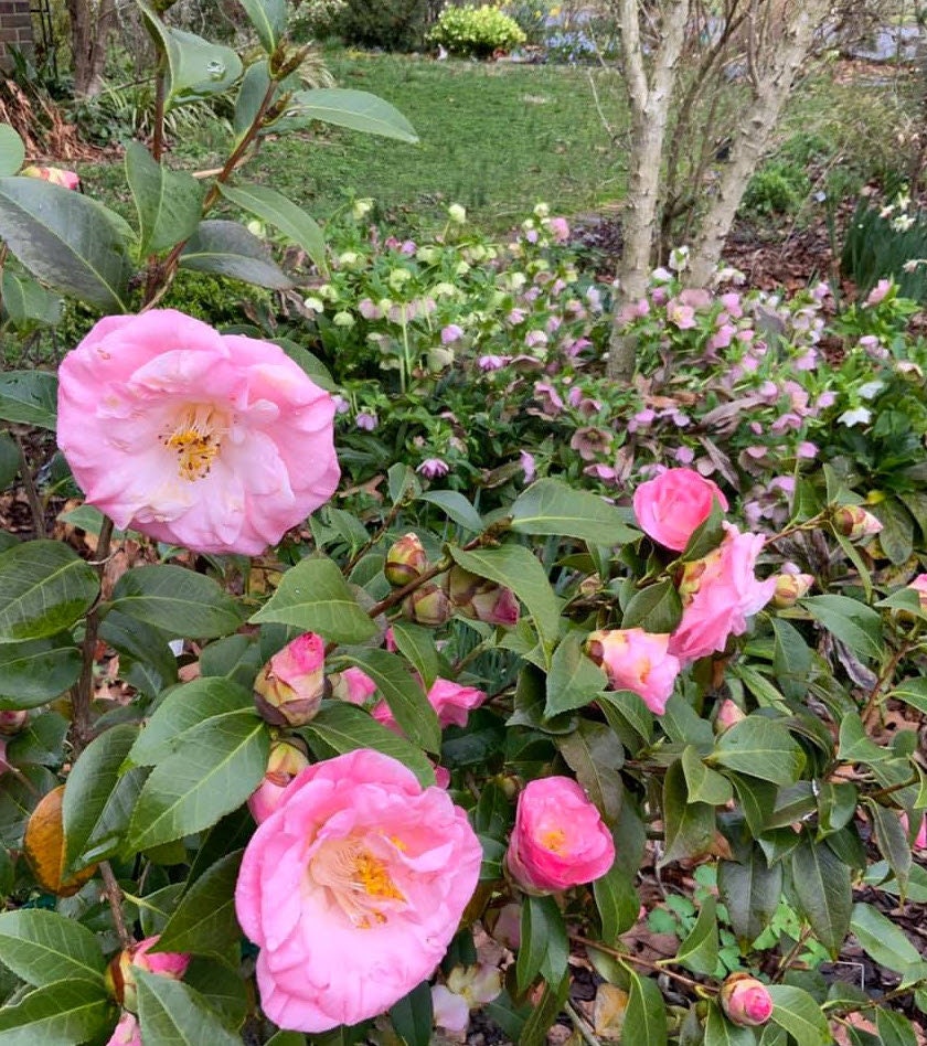 Autumn Spirit Camellia, Camellia x 'Autumn Spirit', Monrovia