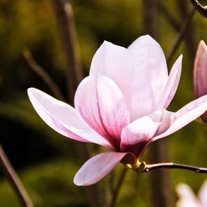 Ann Magnolia Tree – 3 to 4 Ft Tall – Deep Pink Spring Blooms – Live Tree for Landscaping