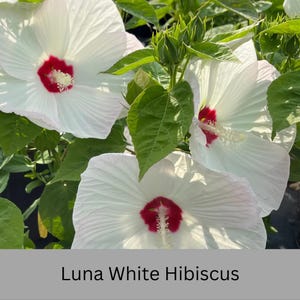 Luna White Hibiscus | Live Perennial Plant | Hardy Hibiscus with Dinner Plate Blooms | White Flowers with Red Eye