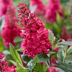 Li&#39;l Raspberry™ Butterfly Bush – Butterfly Candy™ Collection