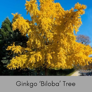 GINKGO TREE - Yellow Fall Color - Free Shipping!